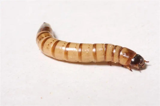 superworm