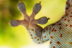 Geckos do not have sticky feet
