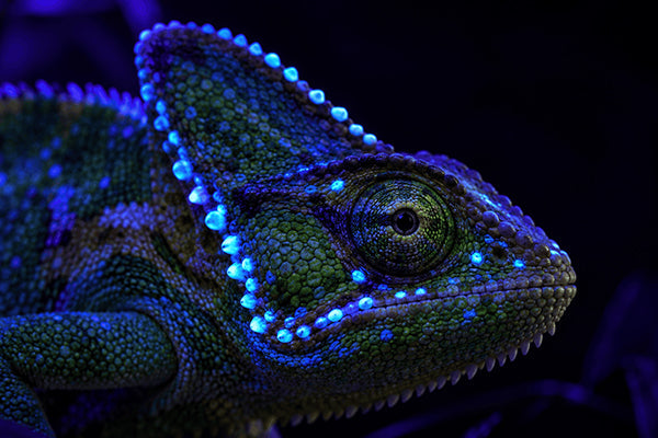 Some chameleons have glowing skulls