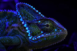 Some chameleons have glowing skulls