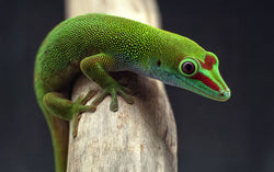 Inconsistent Temperatures Can Stress Reptiles