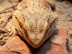 DID YOU KNOW? - Your reptile has a third eye
