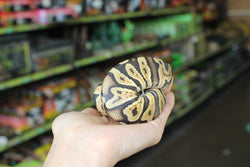 Why they’re called Ball Pythons?
