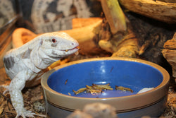 Reptile Myth Buster