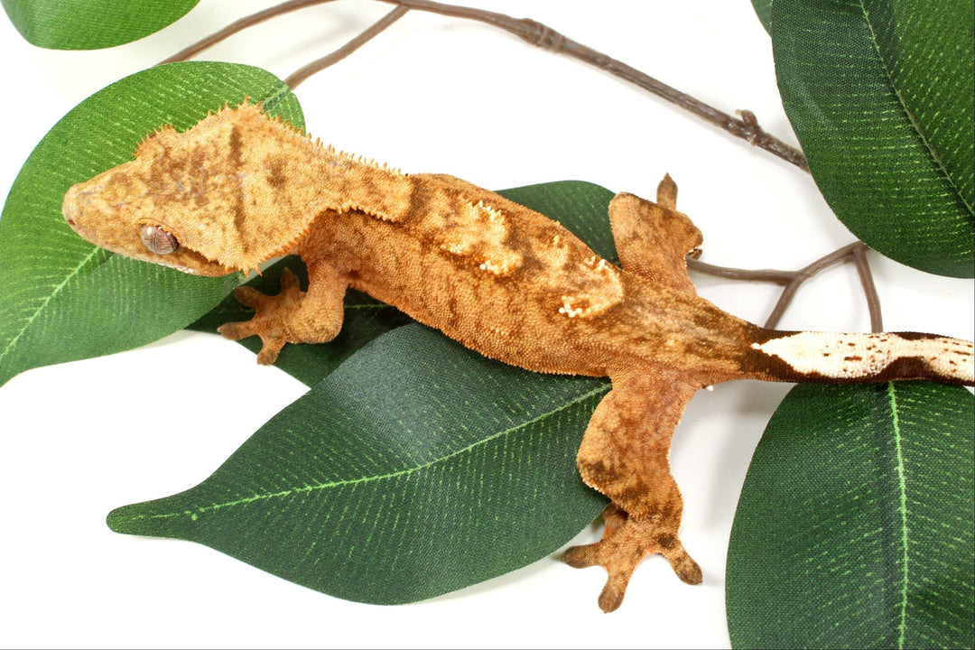 Crested Gecko Care Sheet