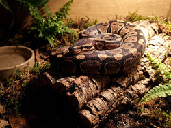 REPTILE MYTH BUSTER - Reptiles love heat, so summer is easy