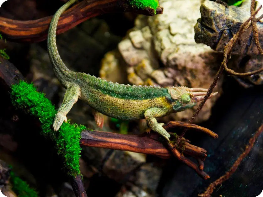 Reptiles: From niche to mainstream