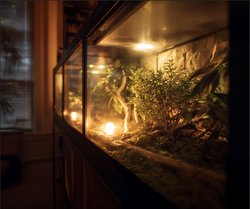 Winter Prep for Reptile Habitats