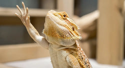 Bearded Dragons Wave to Each Other