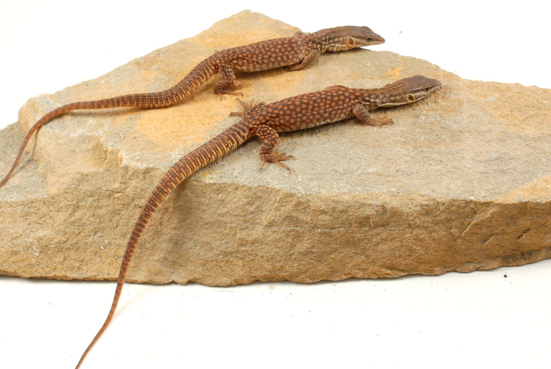Ackie Monitor Care Sheet