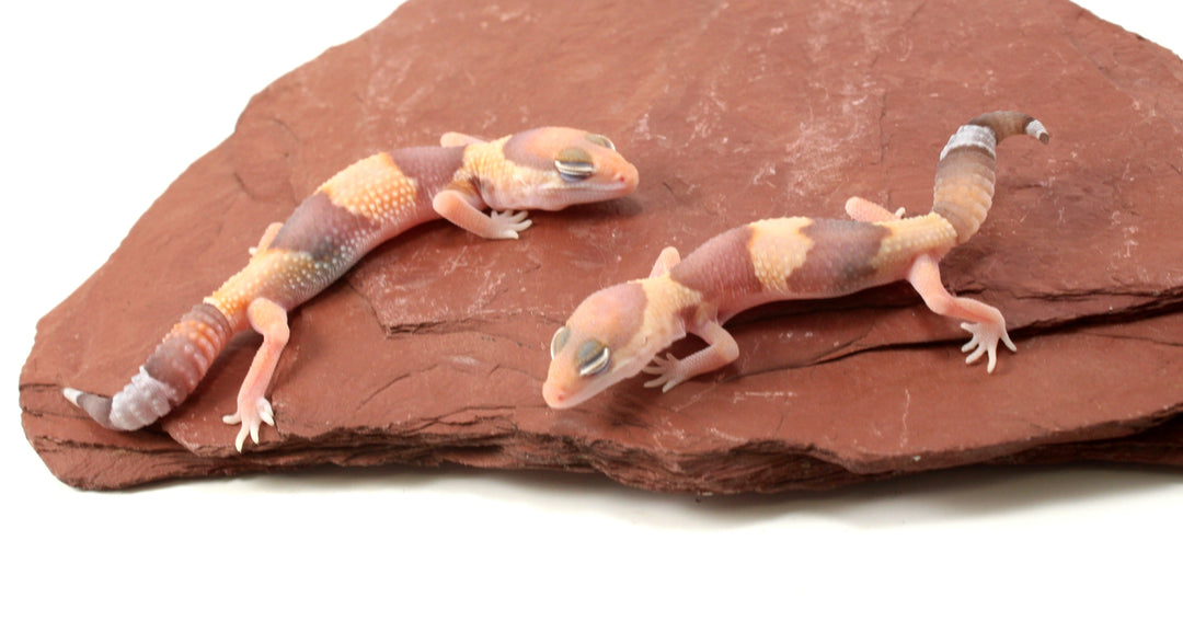 African Fat-Tailed Gecko Care Sheet