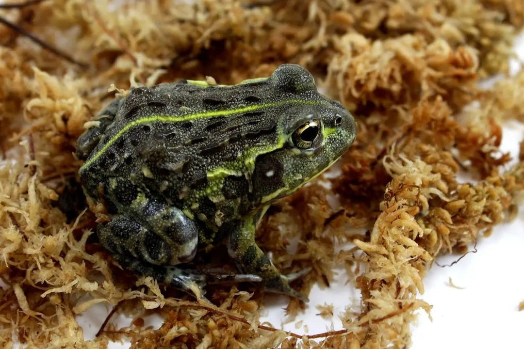 African Pixie Frog Care Sheet