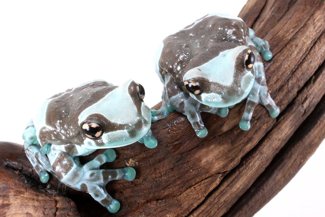 Amazon Milk Frog Care Sheet
