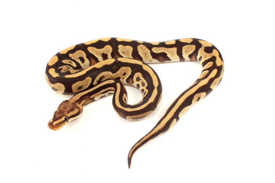 Ball Python Care Sheet