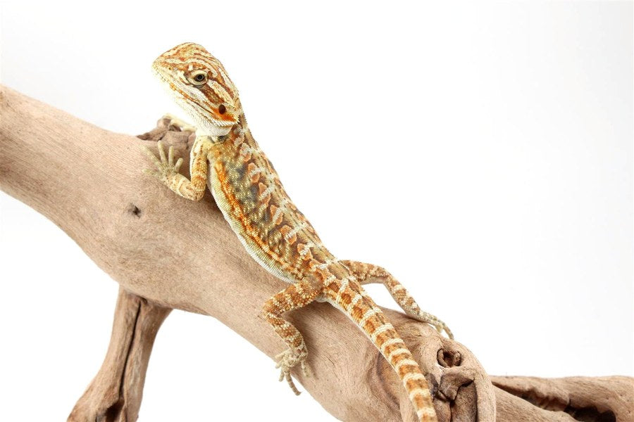 Bearded Dragon Care Sheet