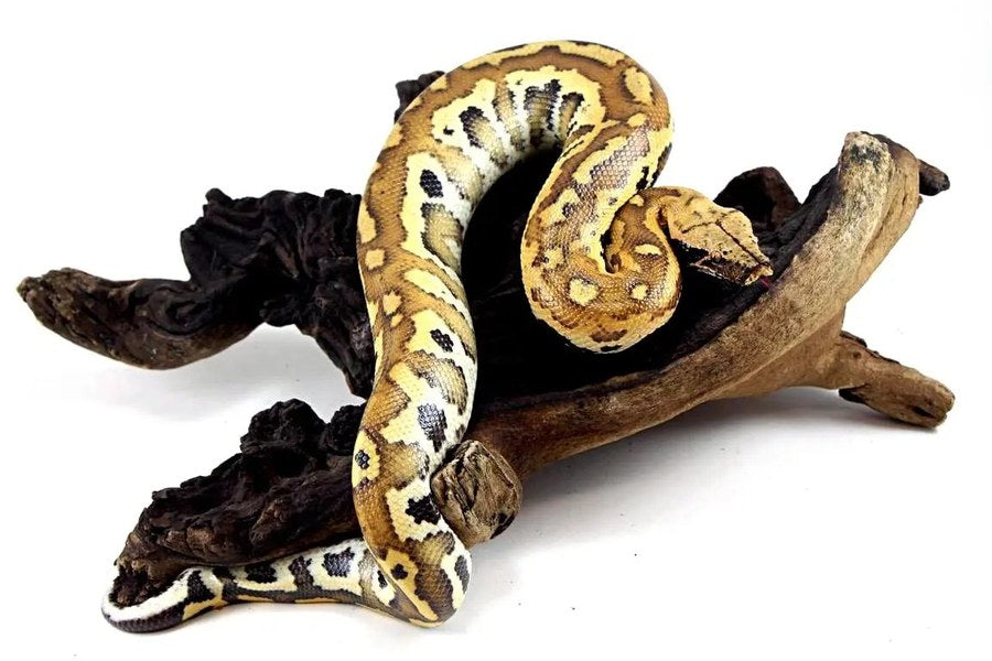 Blood Python Care Sheet