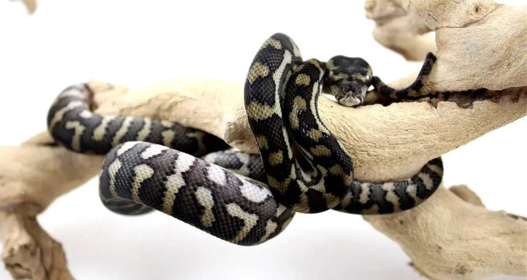 Carpet Python Care Sheet