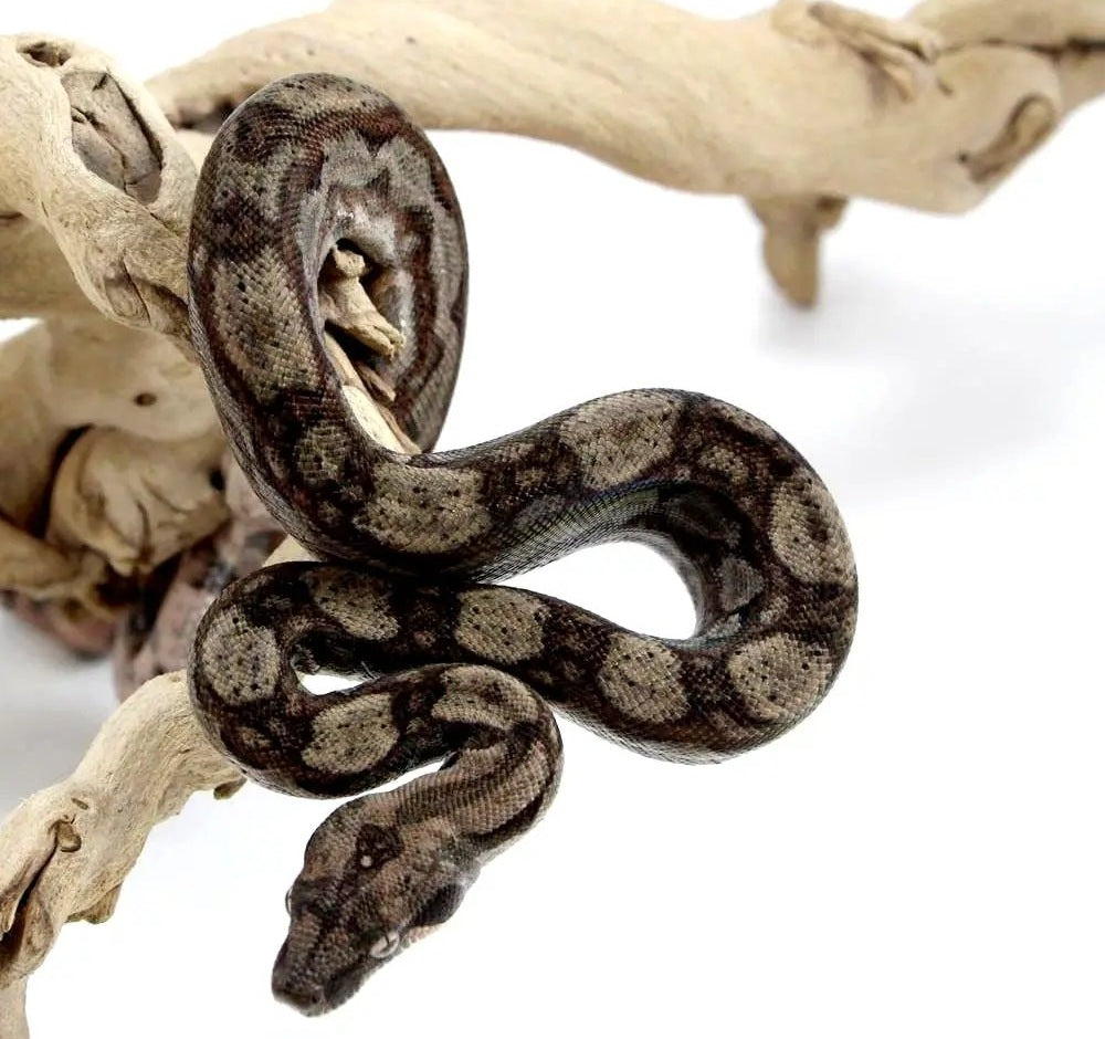 Central American Boa Care Sheet