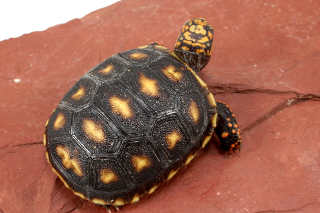 Cherry Head Tortoise Care Sheet