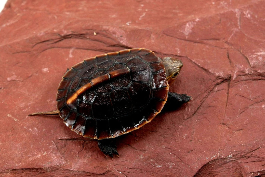 Chinese Box Turtle Care Sheet
