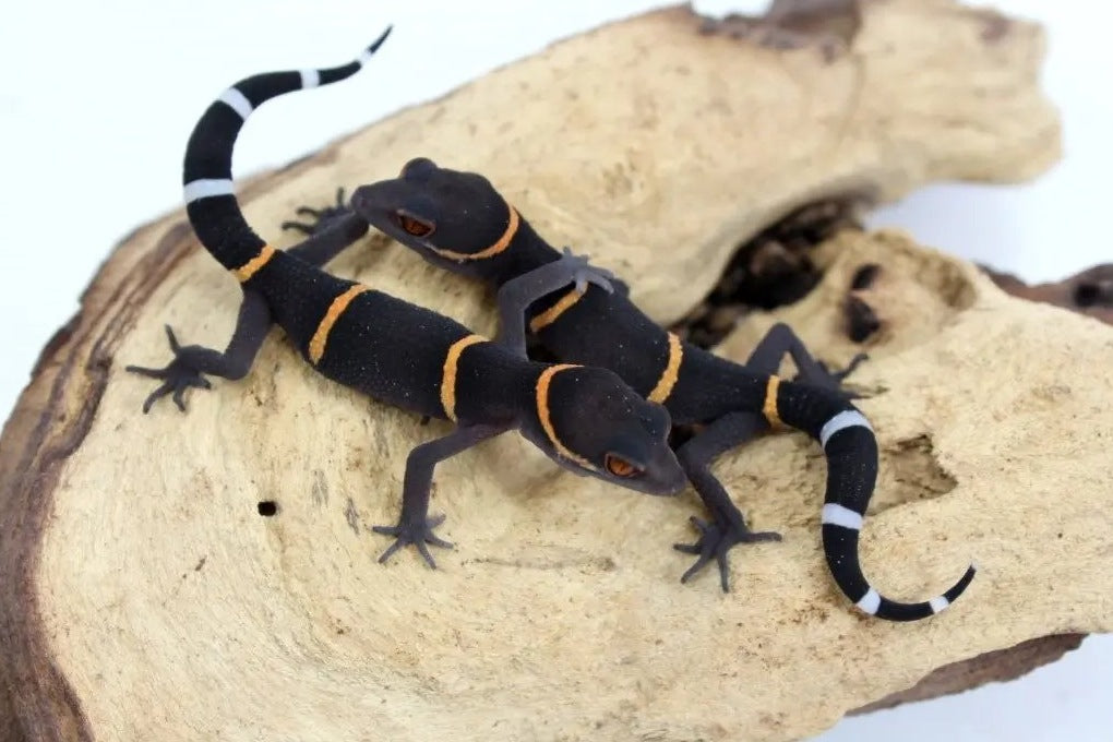 Chinese Cave Gecko Care Sheet