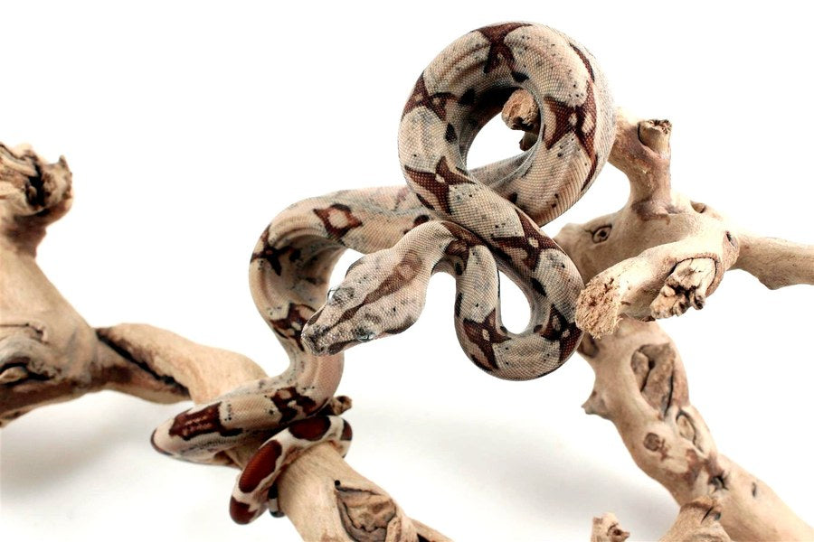 Colombian Boa Care Sheet