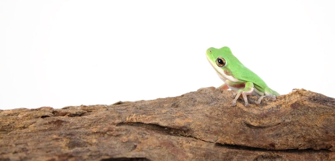 Common Green Tree Frog Care Sheet
