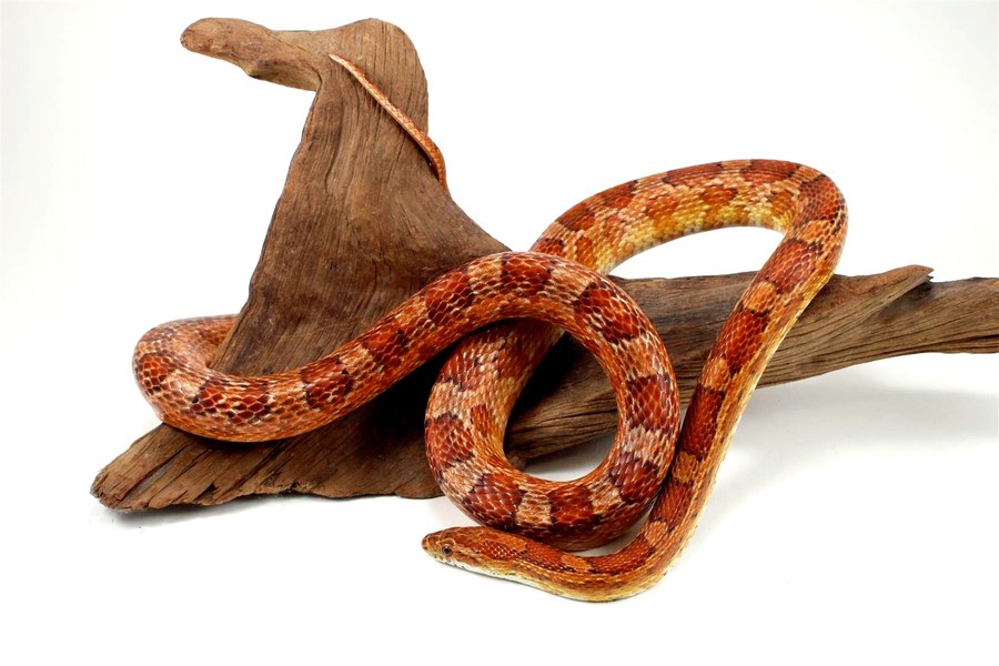 Corn Snake Care Sheet
