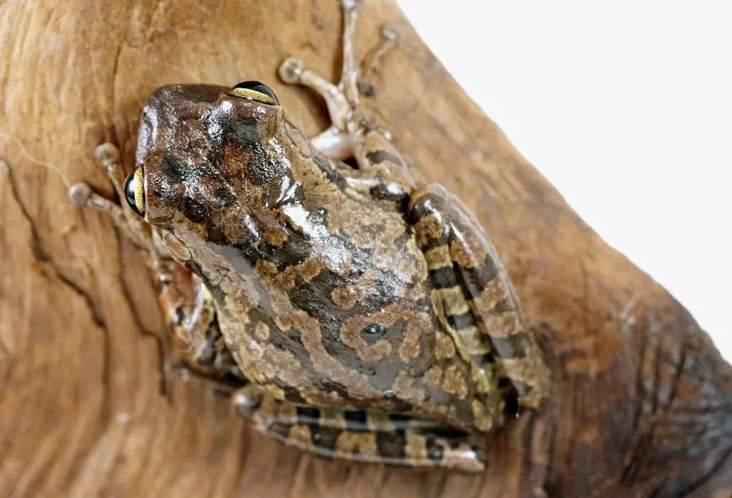 Cuban Tree Frog Care Sheet