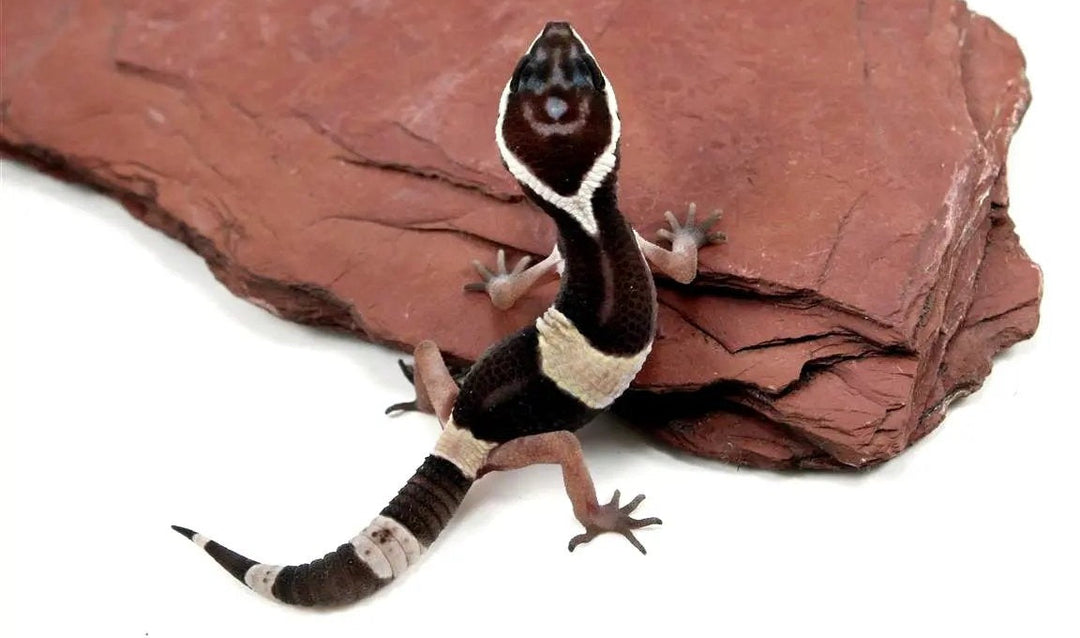 East Indian Leopard Gecko Care Sheet