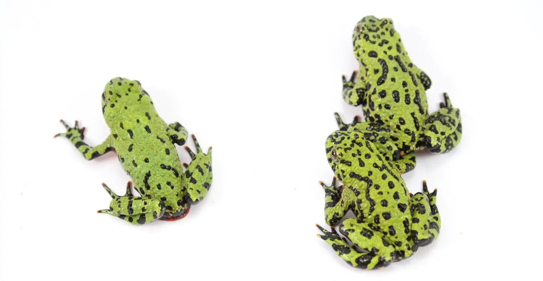 Fire Belly Toad Care Sheet
