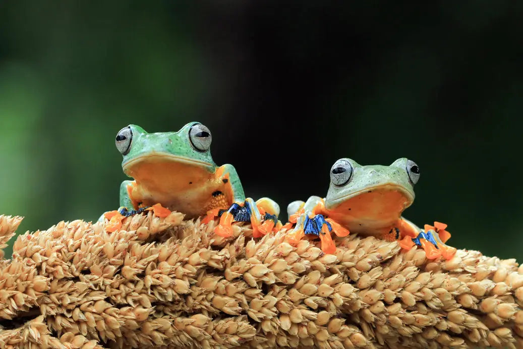 Do Reptiles Really Stop Growing?