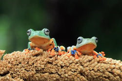 Do Reptiles Really Stop Growing?