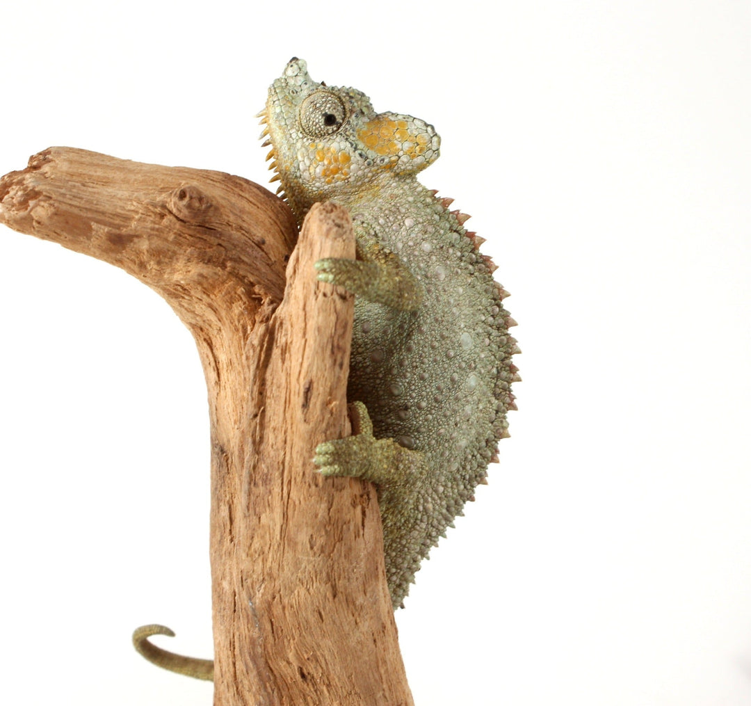 Helmeted Chameleon Care Sheet