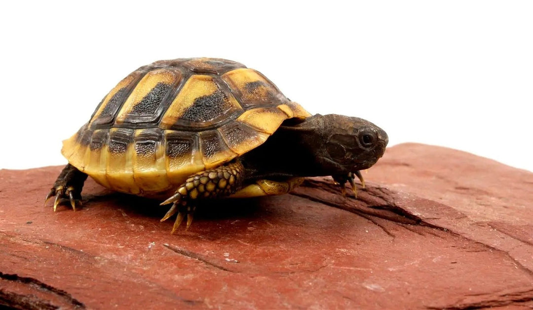 Hermann's Tortoise Care Sheet