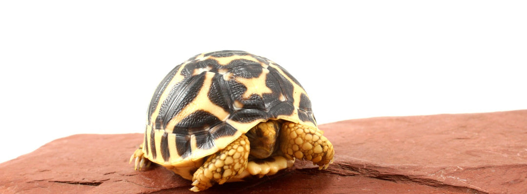 Indian Star Tortoise Care Sheet