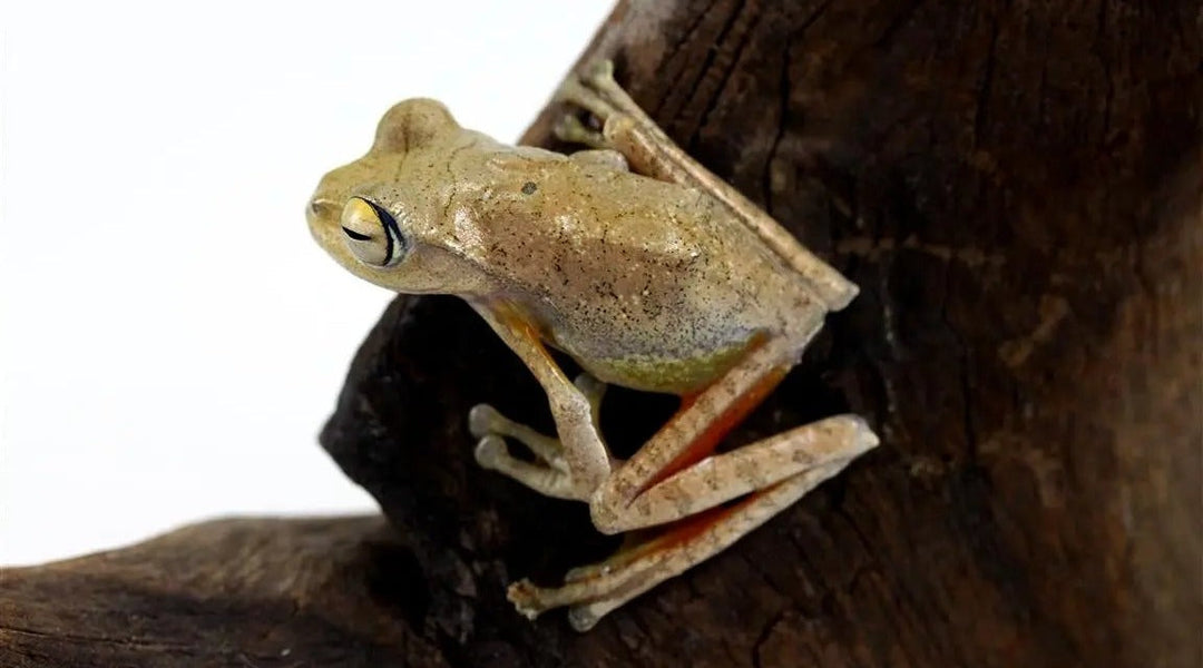Javan Flying Frog Care Sheet