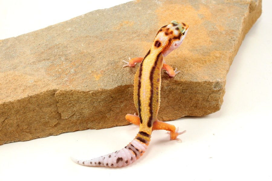 Leopard Gecko Care Sheet