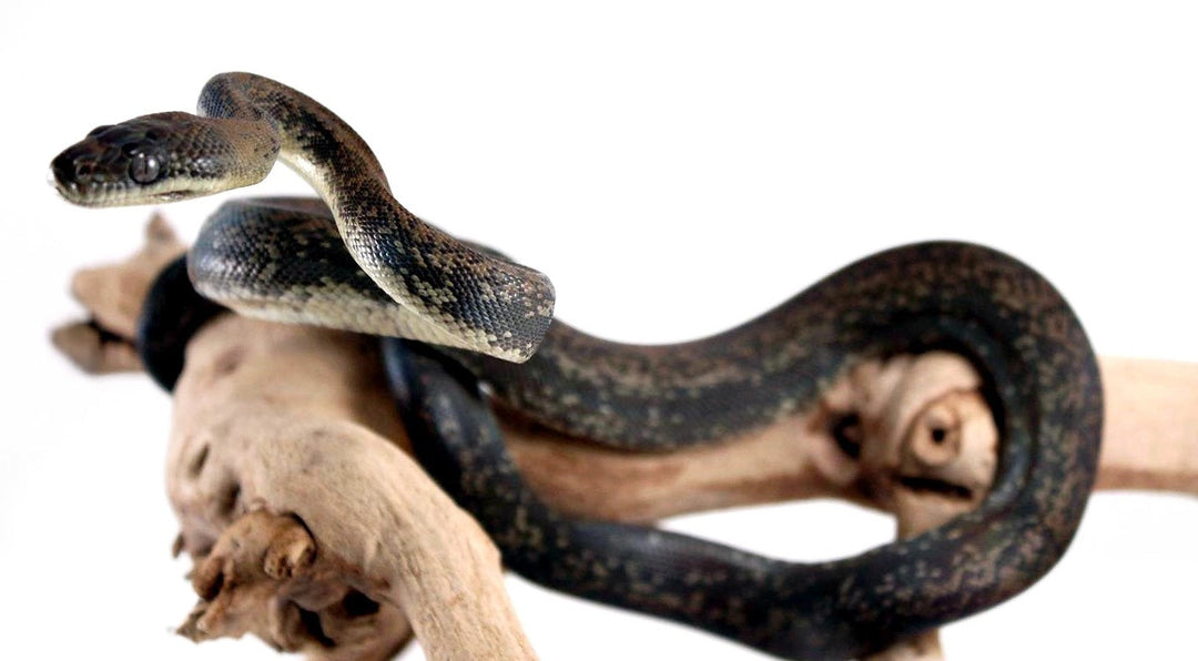 Macklot's Python Care Sheet
