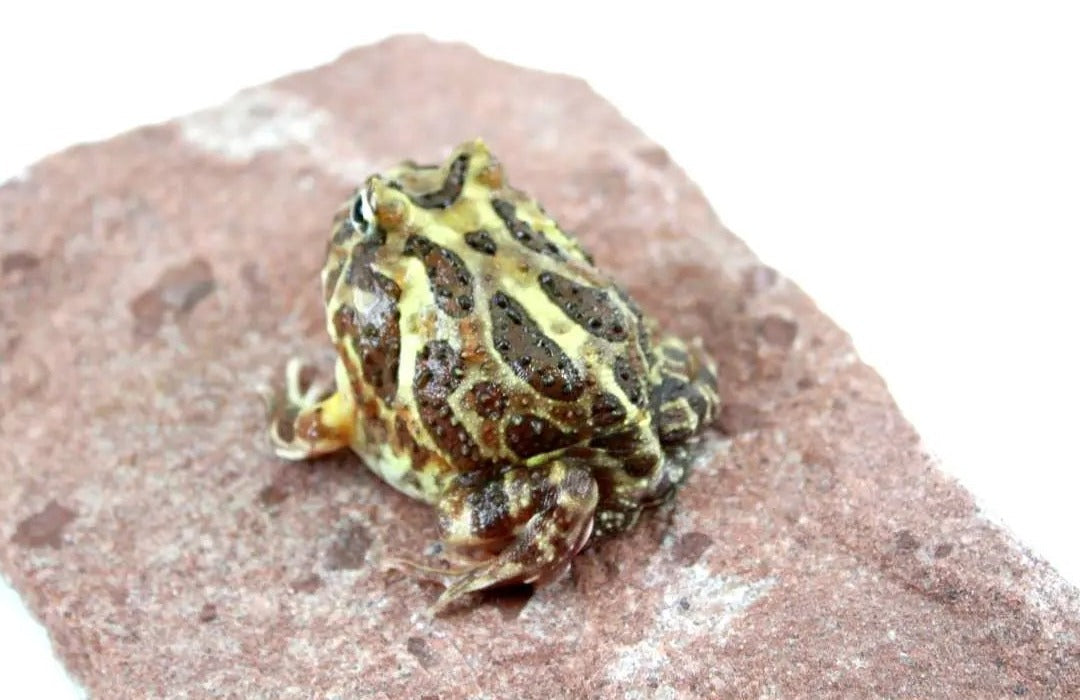 Pacman Frog Care Sheet
