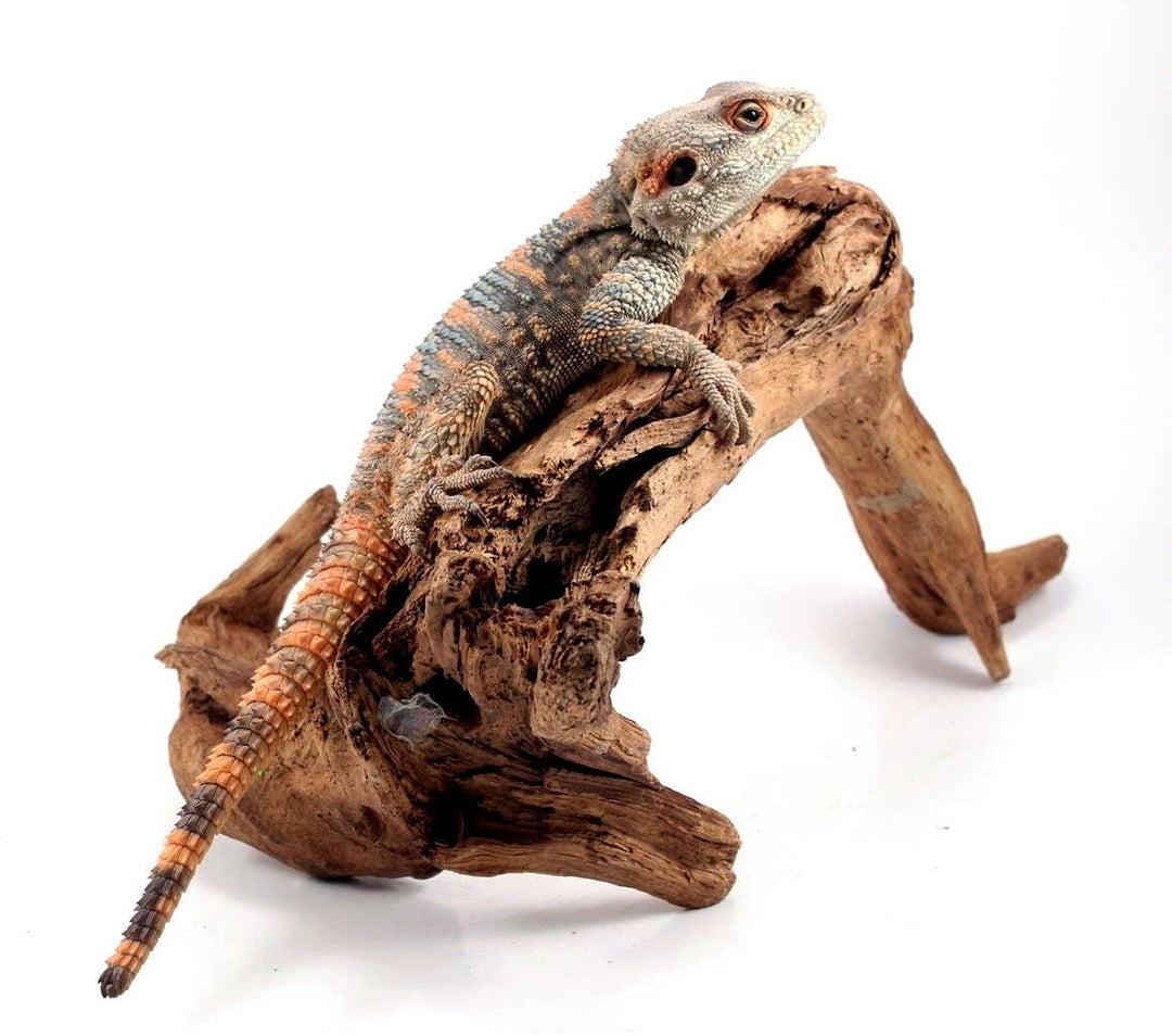 Painted Agama Care Sheet