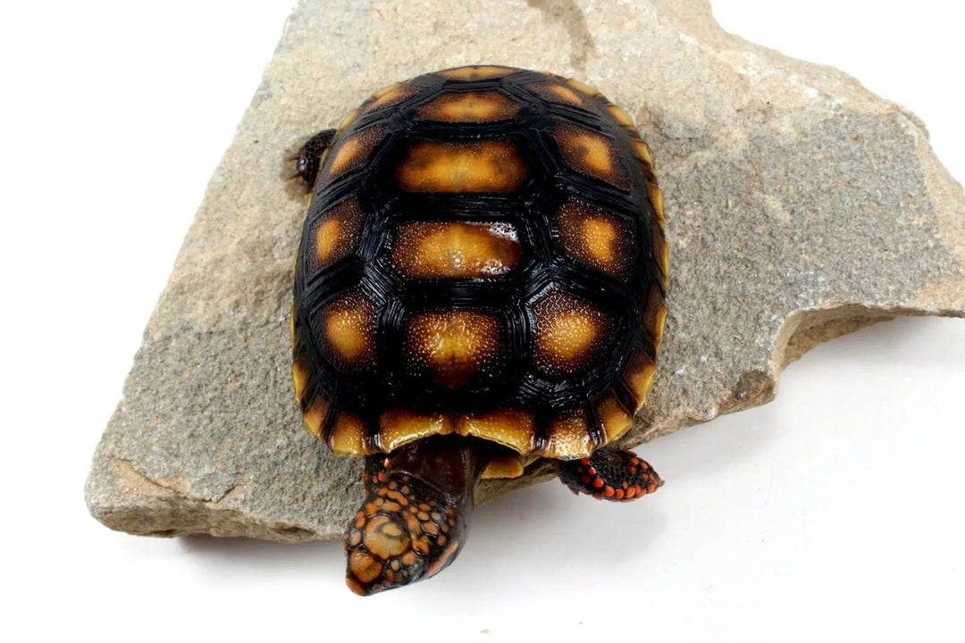 Red Foot Tortoise Care Sheet