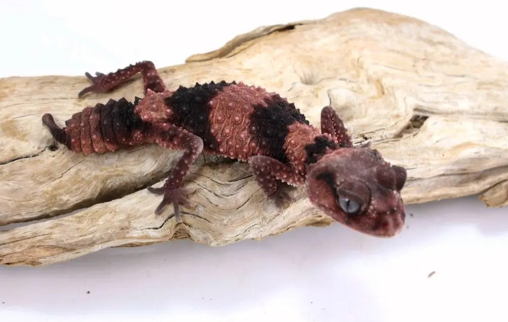 Rough Knob Tail Gecko Care Sheet