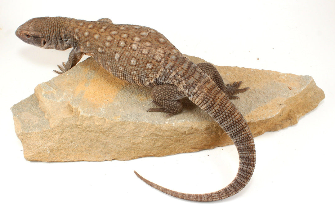 Savannah Monitor Care Sheet