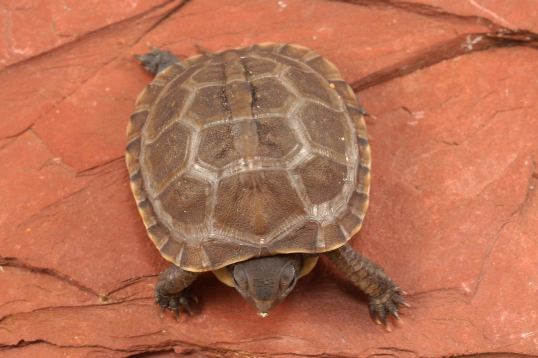 Three-Toed Box Turtle Care Sheet