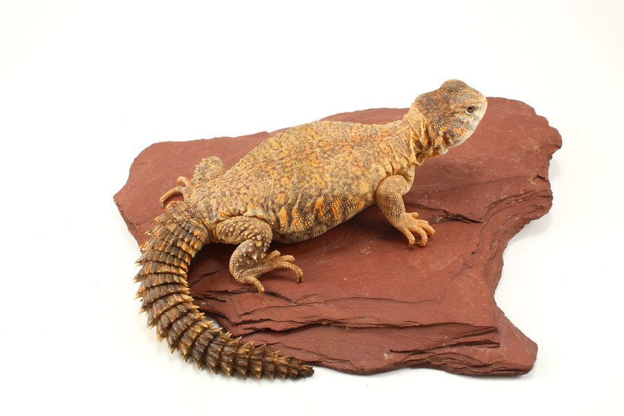 Uromastyx Care Sheet
