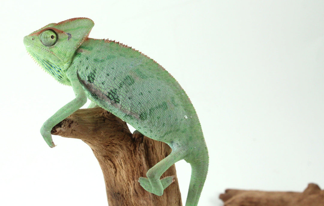 Veiled Chameleon Care Sheet