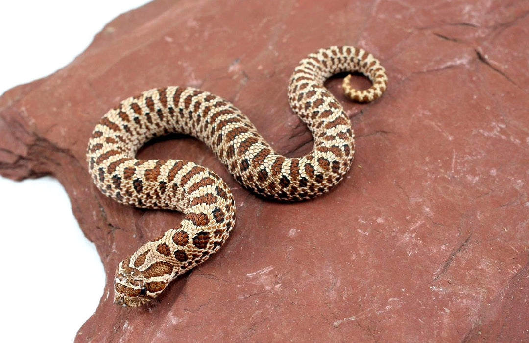 Western Hognose Snake Care Sheet