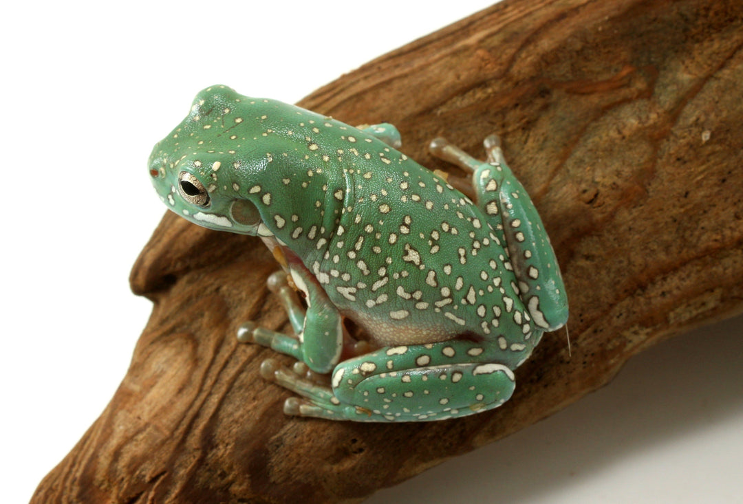 White's Tree Frog Care Sheet