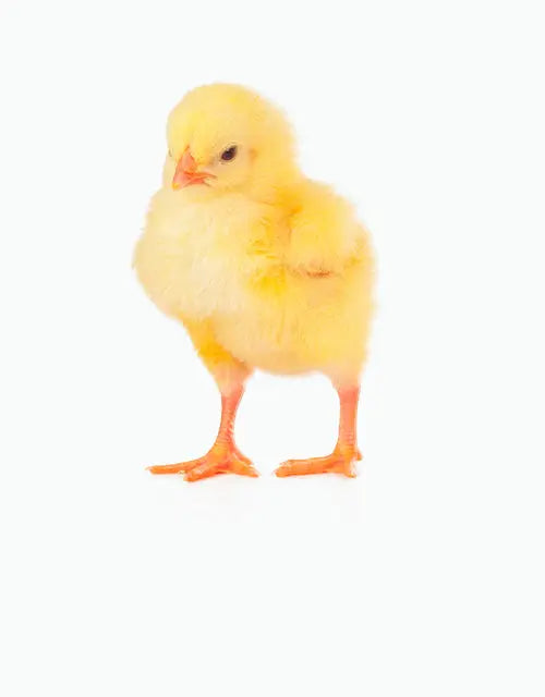 Feeders-Frozen-Chicks All Reptiles